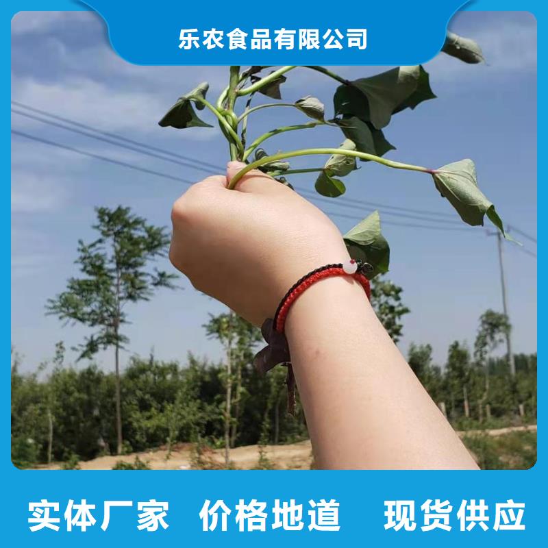 紫薯苗（济黑2号）厂家价格