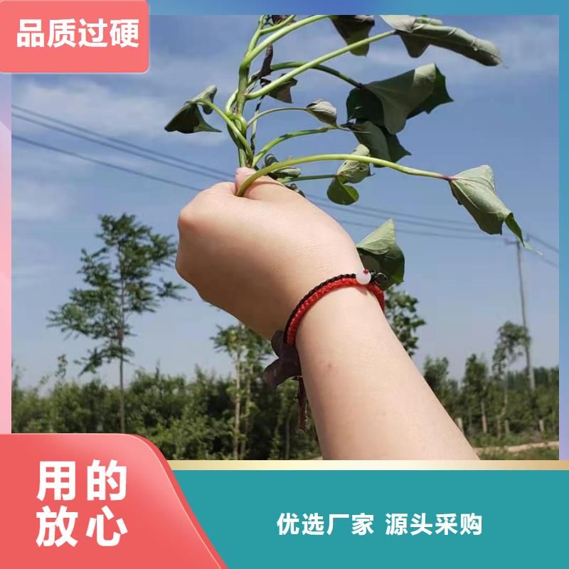 紫地瓜苗子什么时候种