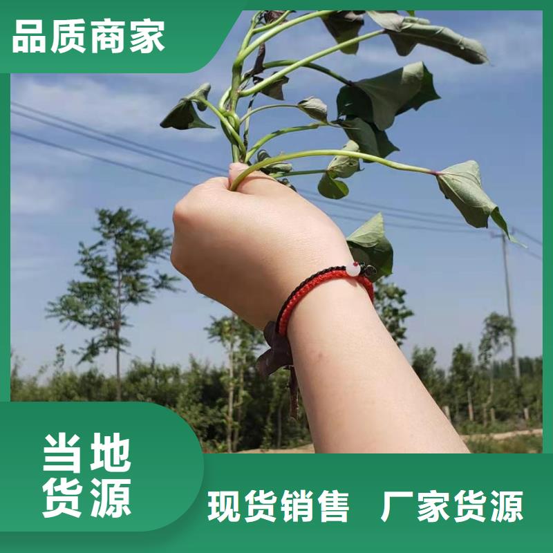 麦茬苗（紫薯)品质可控