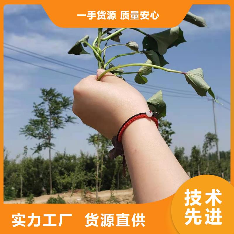 济黑2号地瓜苗（紫薯苗）择优