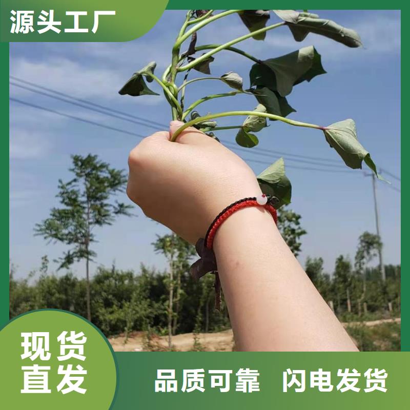 济黑2号地瓜苗（紫薯苗）山东苗