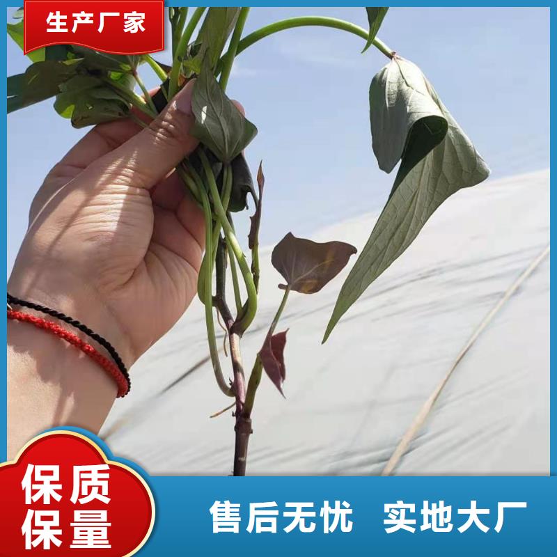 紫薯苗（济黑2号）图片