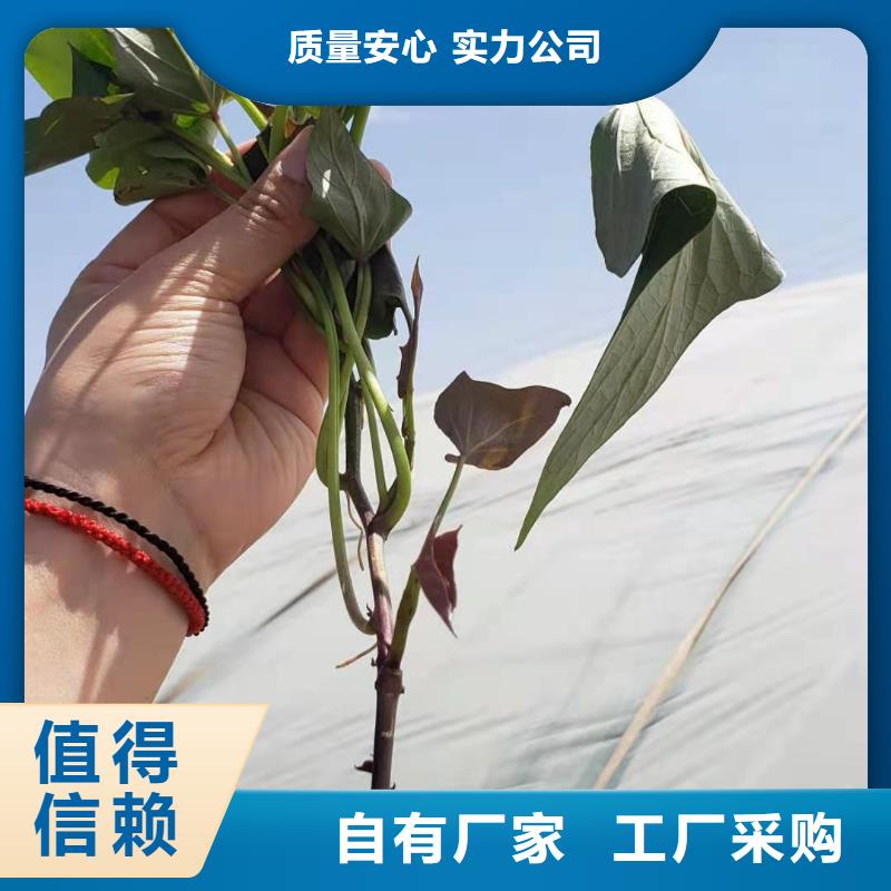 鲜食型紫薯苗种植厂家