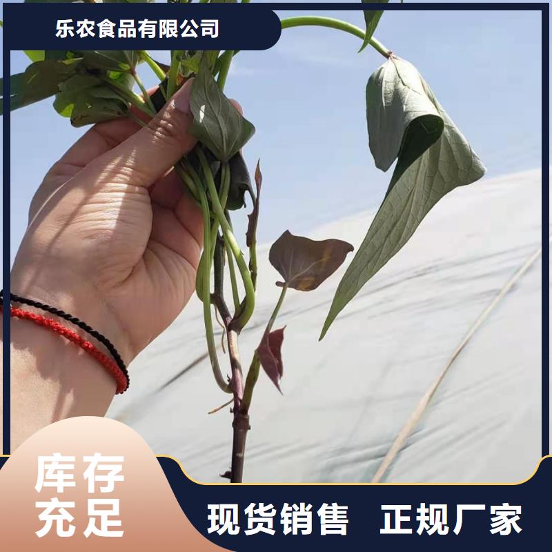 紫薯苗南瓜粉层层质检