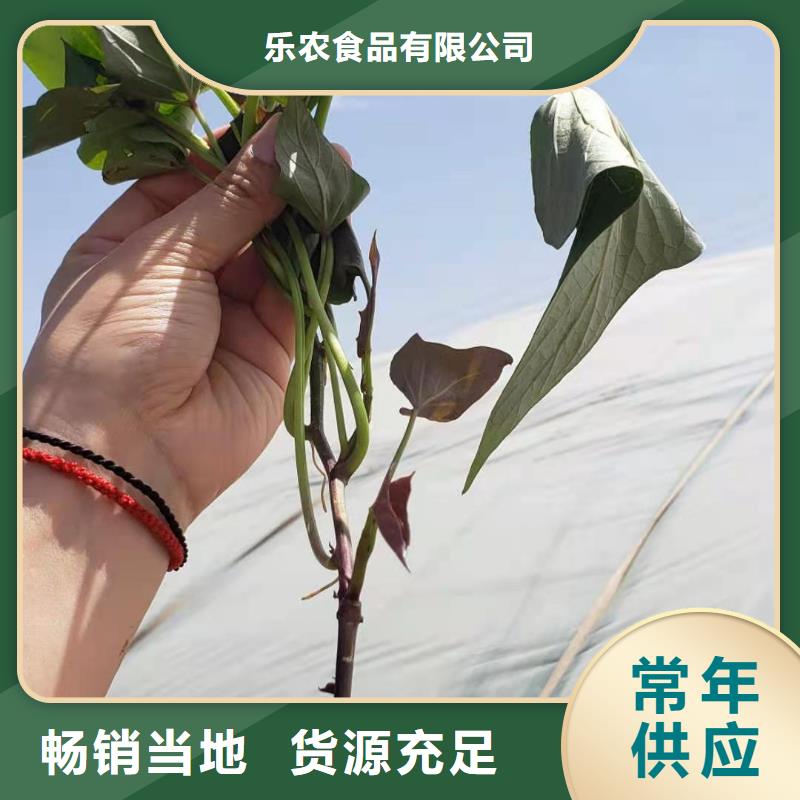 紫薯苗子哪里有卖的