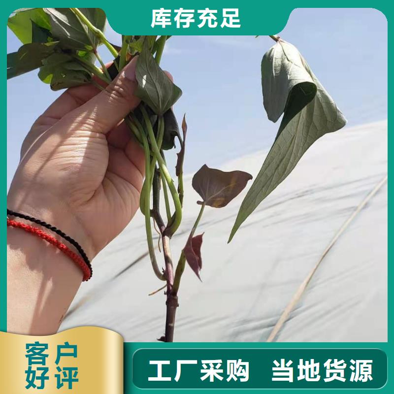 鲜食型紫薯苗怎么培育