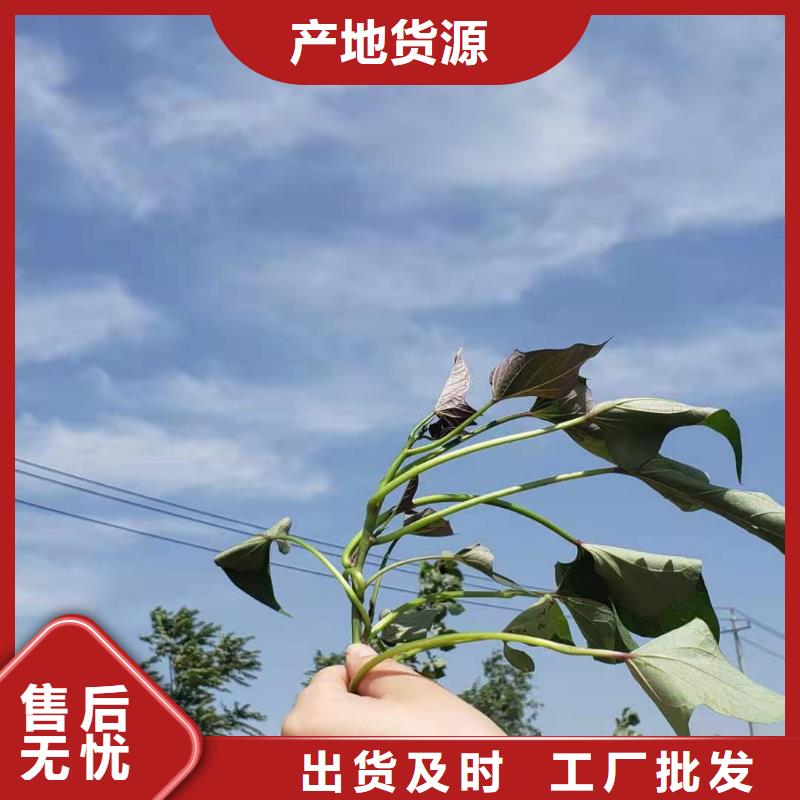 紫薯苗子哪里有卖的