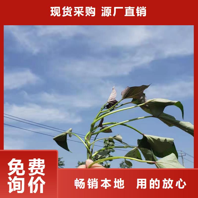 紫薯种苗种植厂家