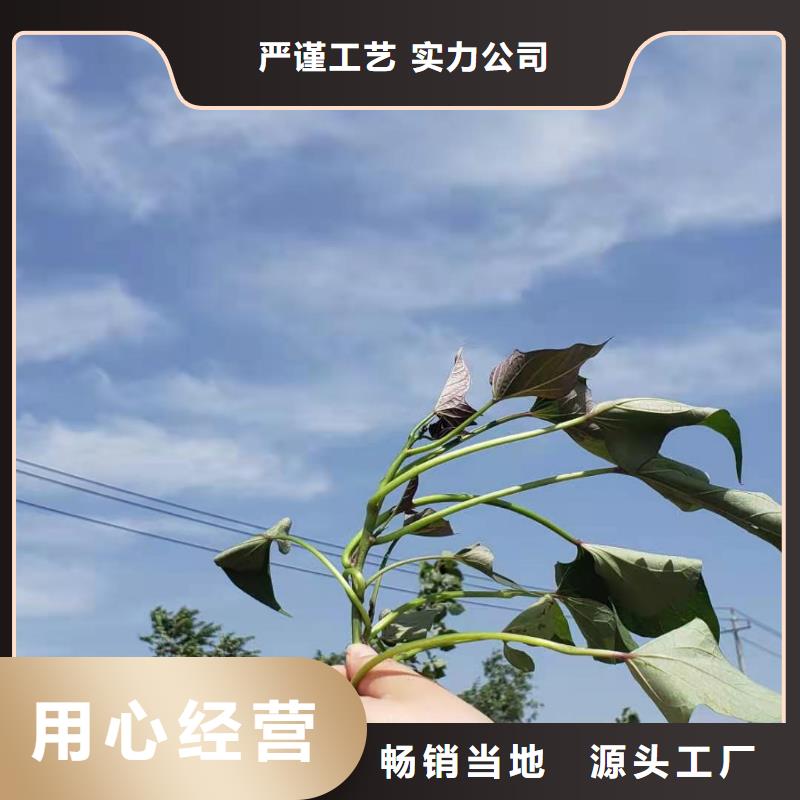鲜食型紫薯苗报价