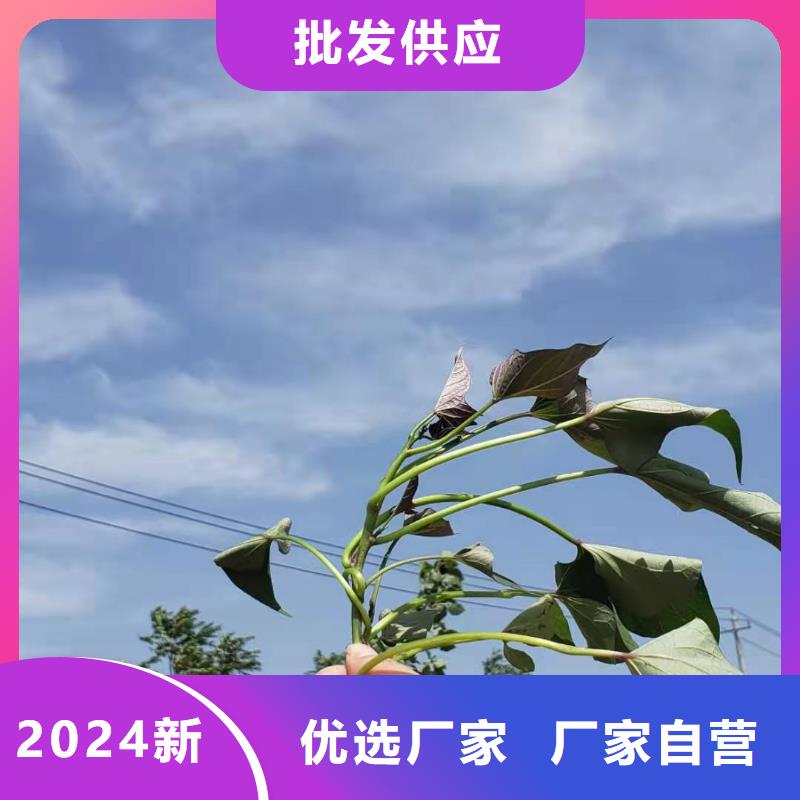 紫薯苗价格