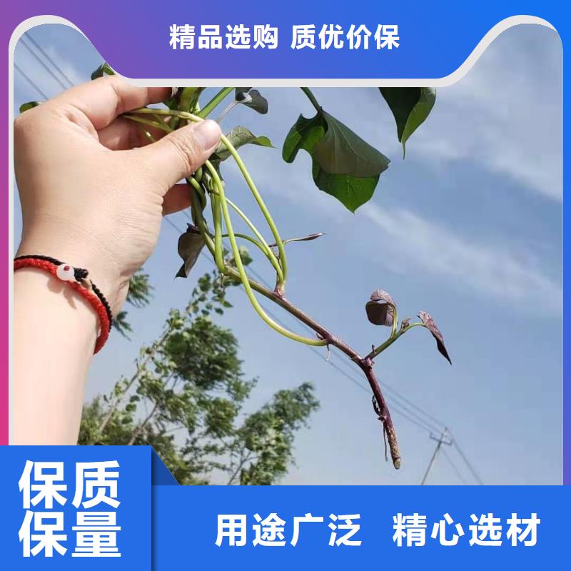 紫薯苗种植厂家