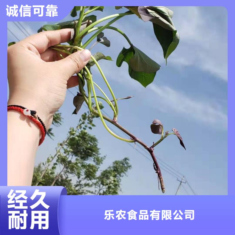 紫薯种子批发销售