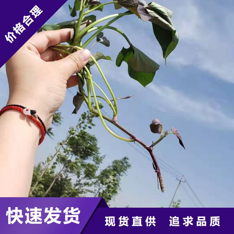 麦茬苗（紫薯)山东苗