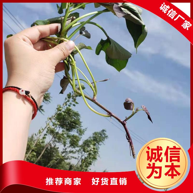 济黑2号地瓜苗（紫薯苗）山东苗