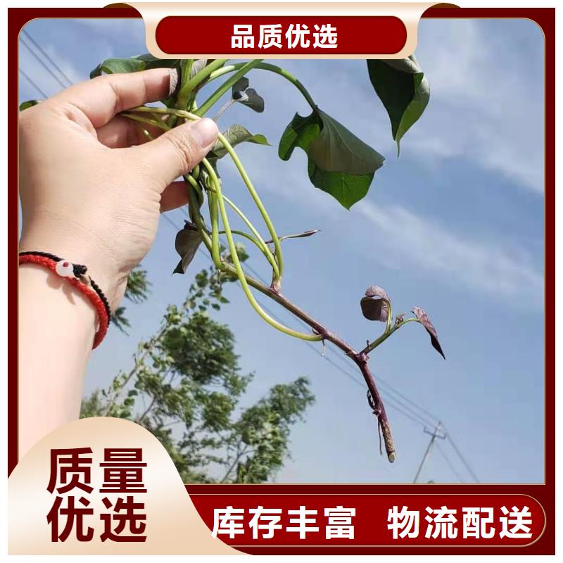 紫薯苗(绫紫)哪里有卖的