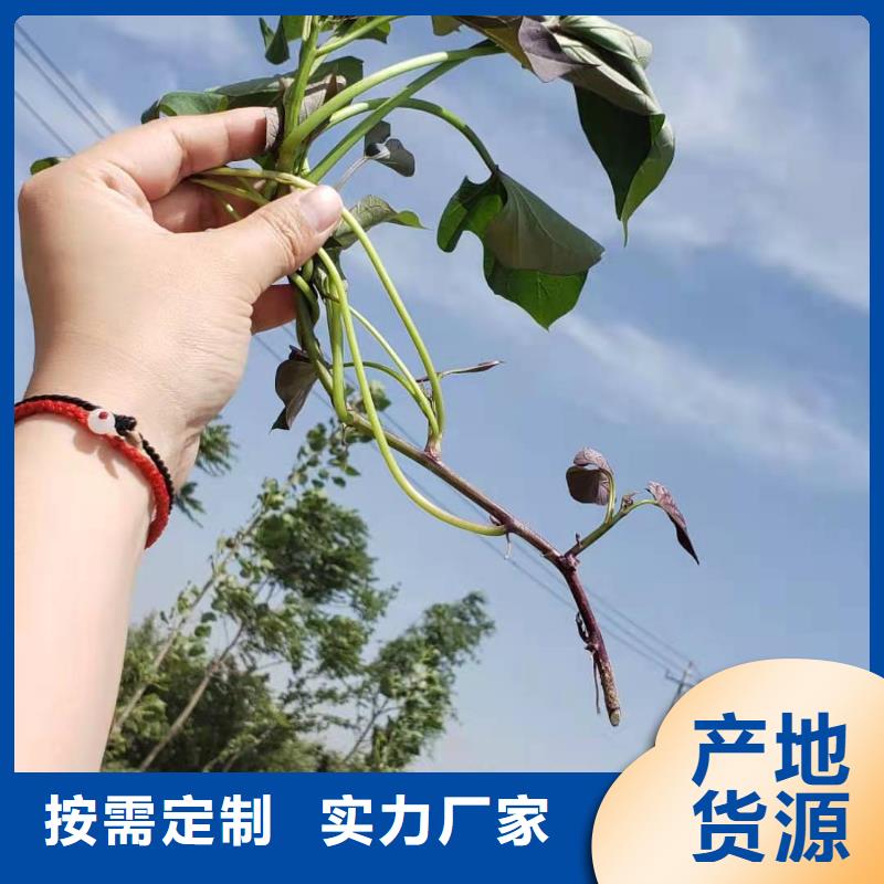 紫薯苗南瓜粉出货快