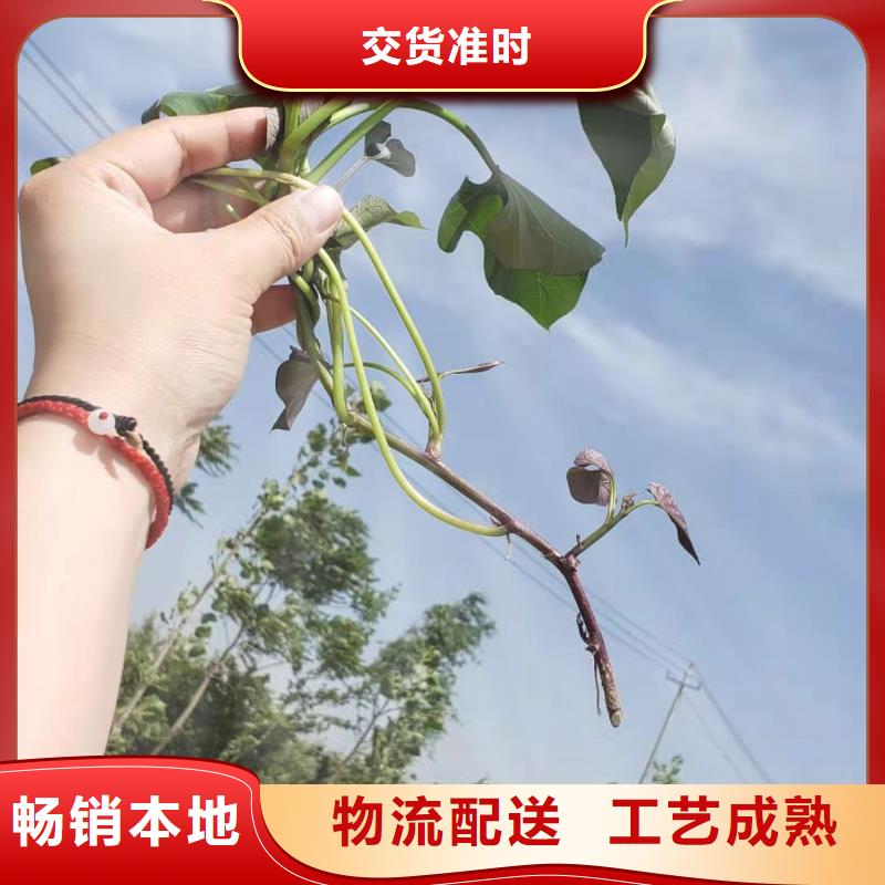 襄樊紫薯苗多少钱