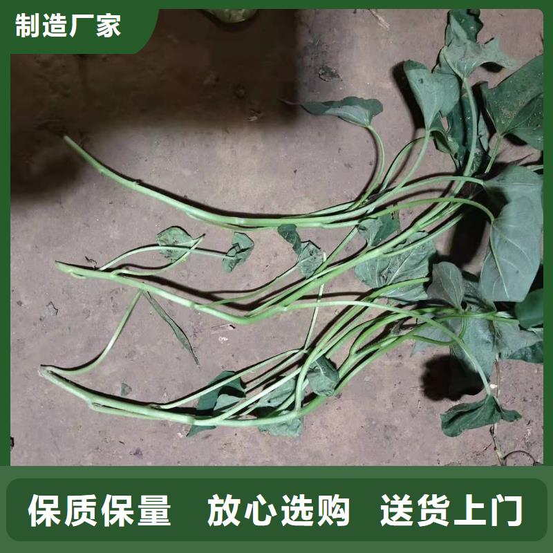紫地瓜苗子种植基地