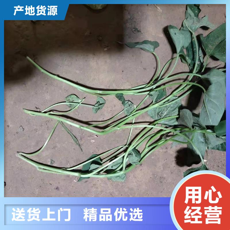 紫薯种苗欢迎致电