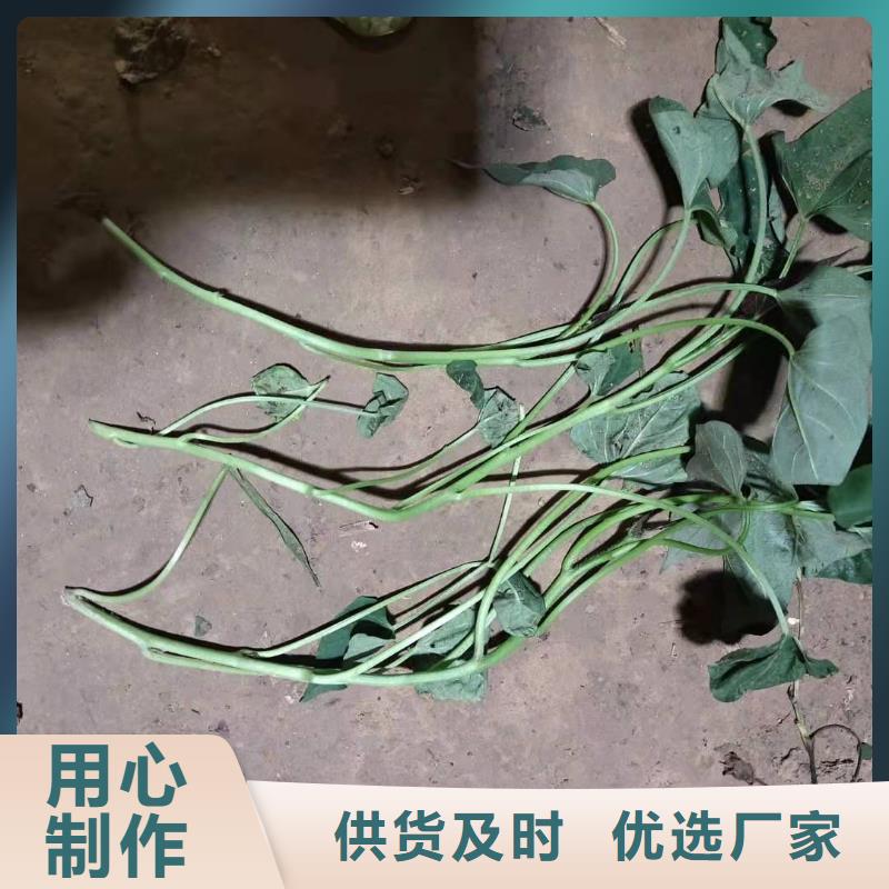 紫地瓜苗市场报价