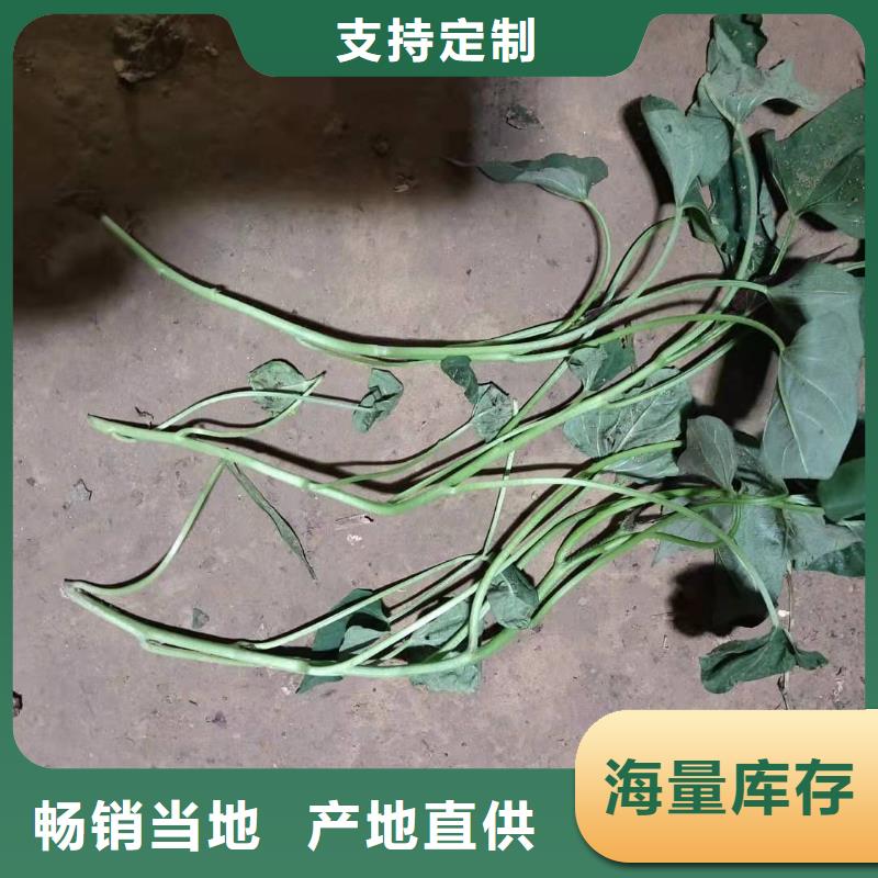 紫薯苗（济黑2号）种植厂家