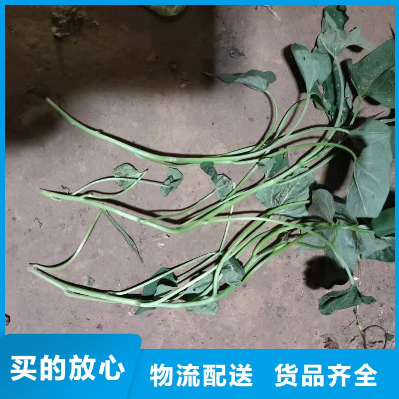 紫地瓜苗供应