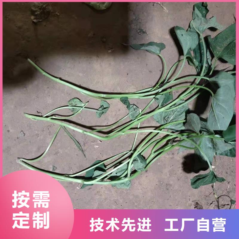 紫薯苗（济黑2号）厂家价格