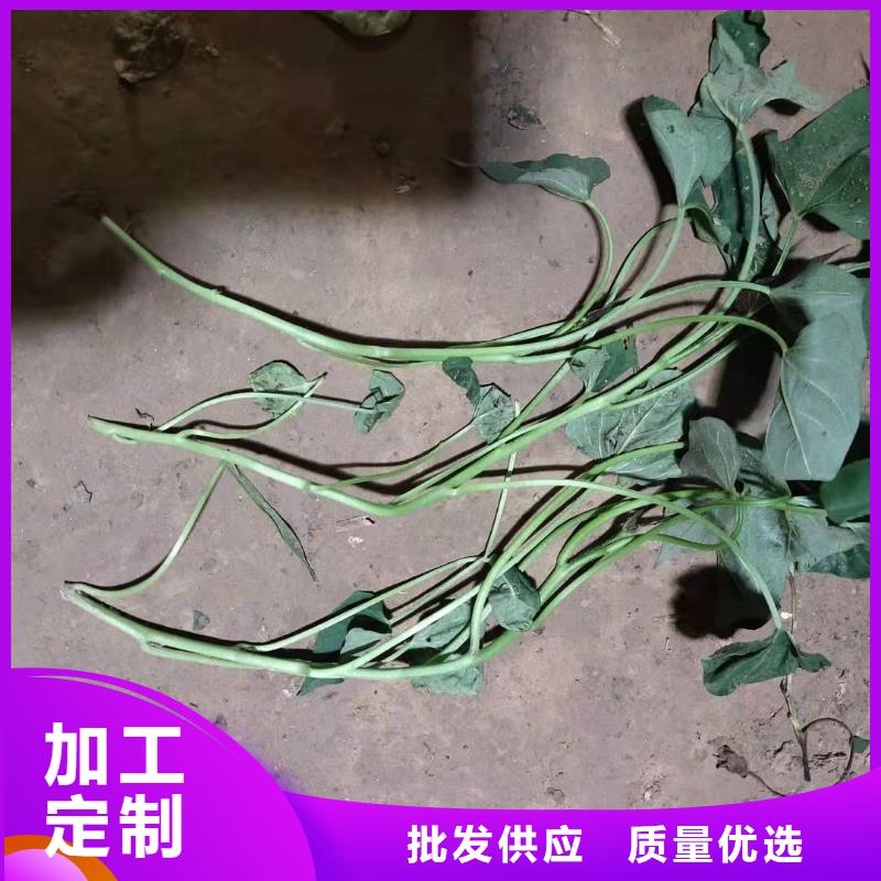 紫地瓜苗多少钱