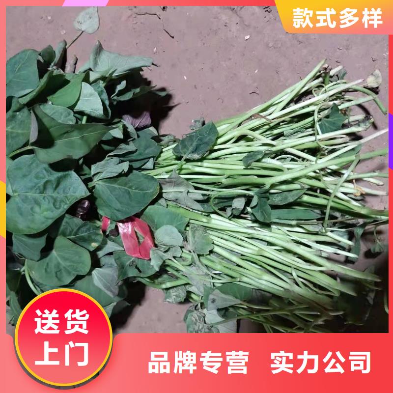 鲜食型紫薯苗批发销售