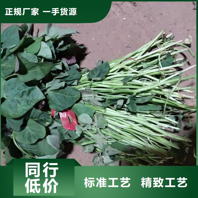 紫甘薯苗厂家价格