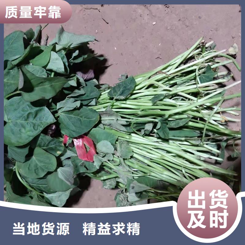 紫薯种苗电话