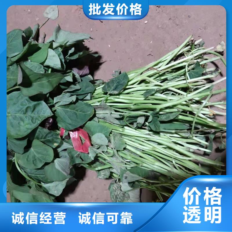 紫薯苗（绫紫）什么时候种