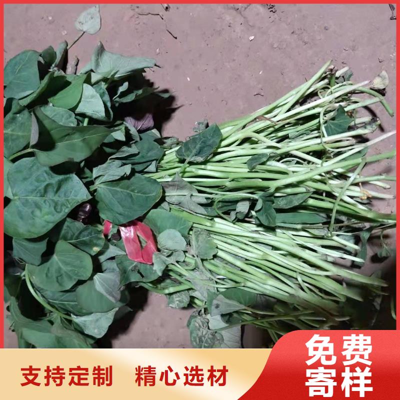 紫甘薯苗供应