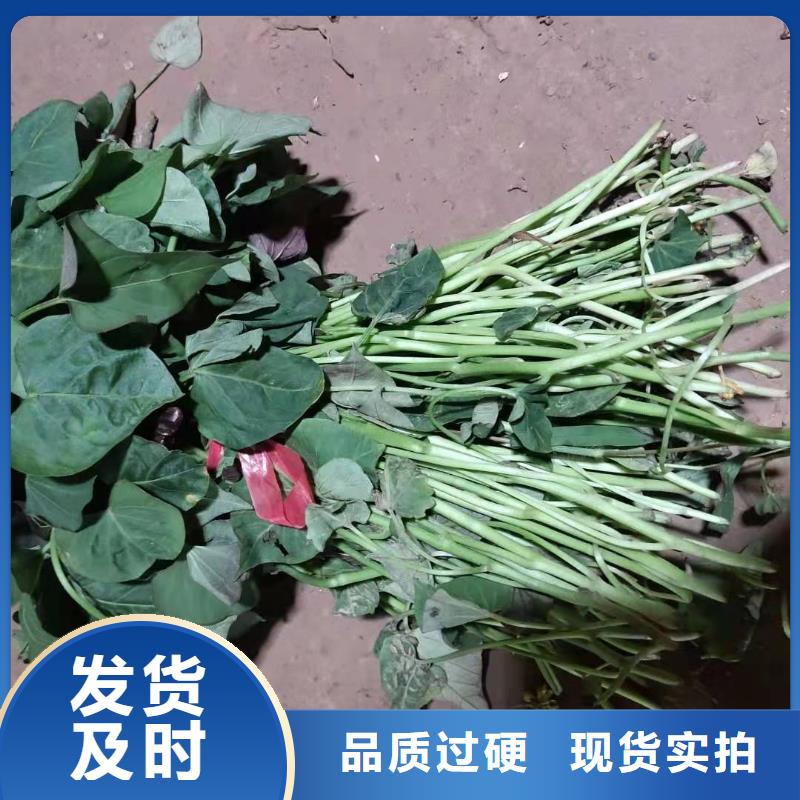 鲜食型紫薯苗市场报价