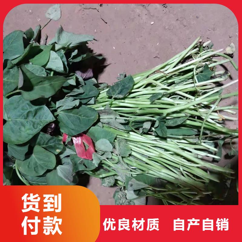 紫薯种苗图片