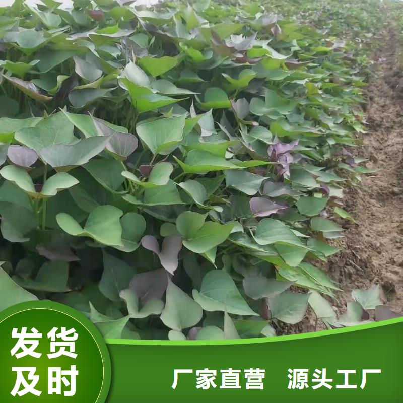 紫薯苗（济黑2号）多少钱