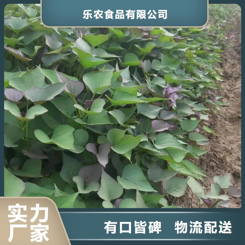 紫薯苗种植厂家