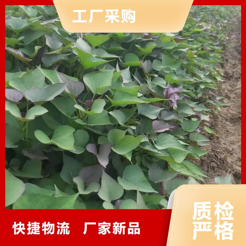 紫地瓜苗子批发销售