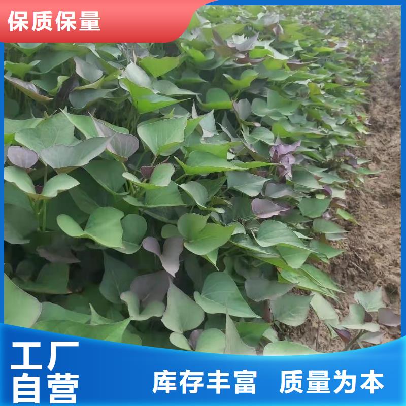 麦茬苗（紫薯)批发厂家