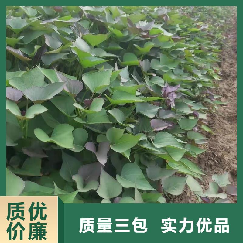 鲜食型紫薯苗批发销售