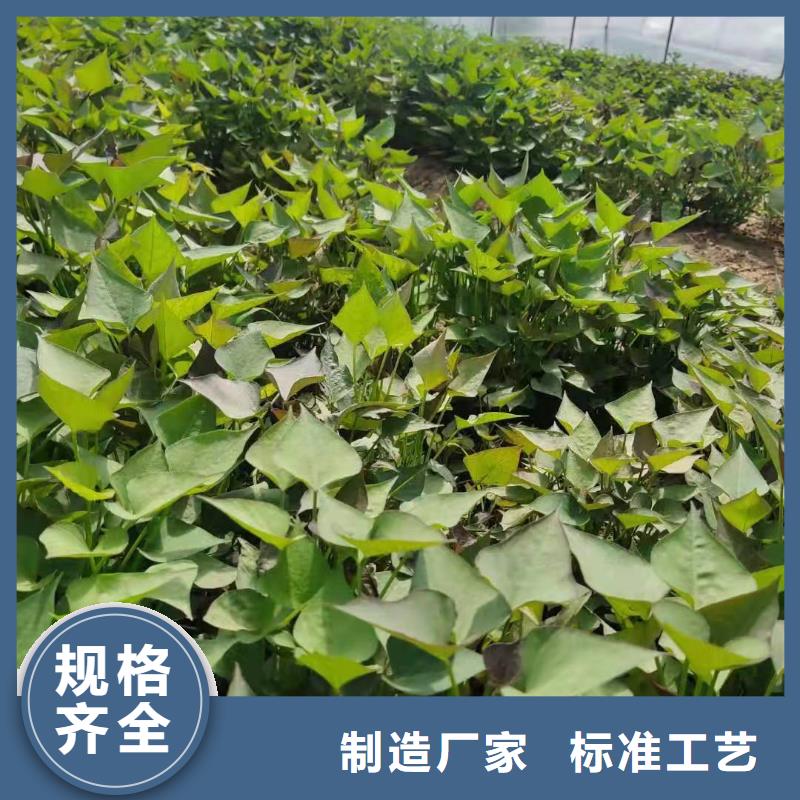 紫薯苗子批发销售