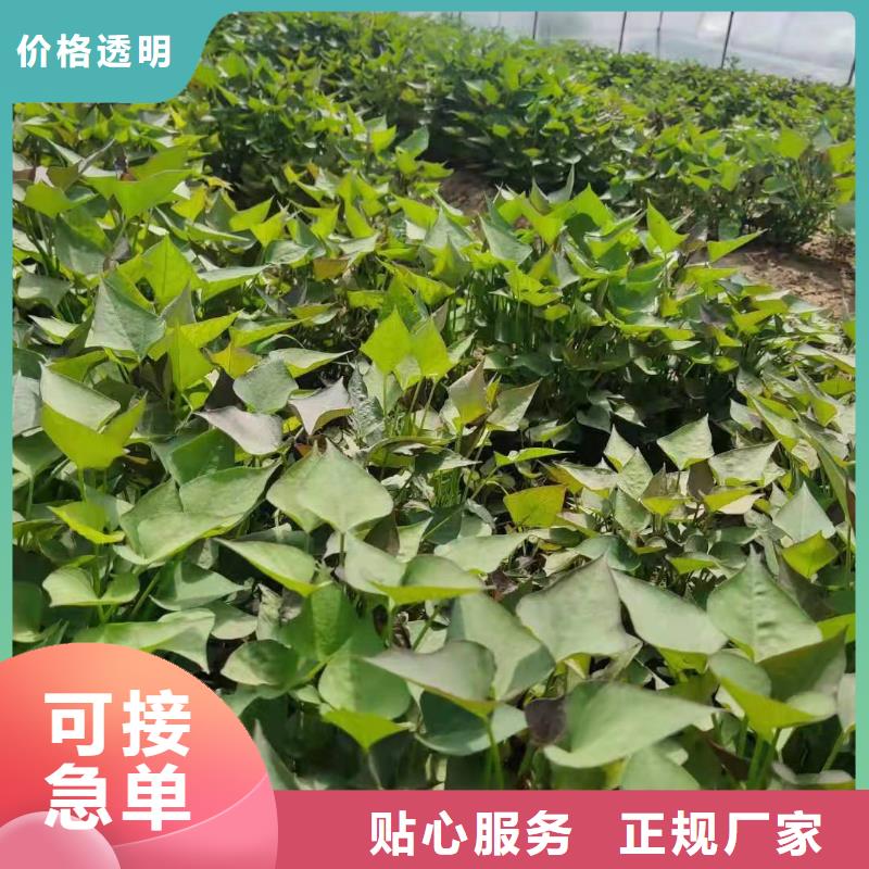 紫薯苗子报价