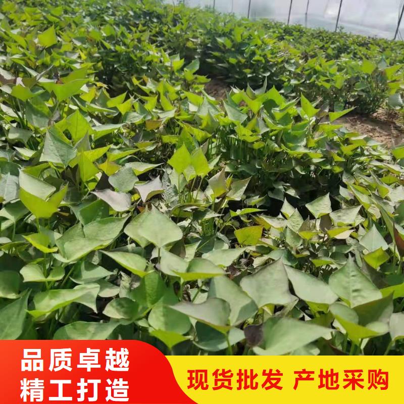 紫薯苗价格