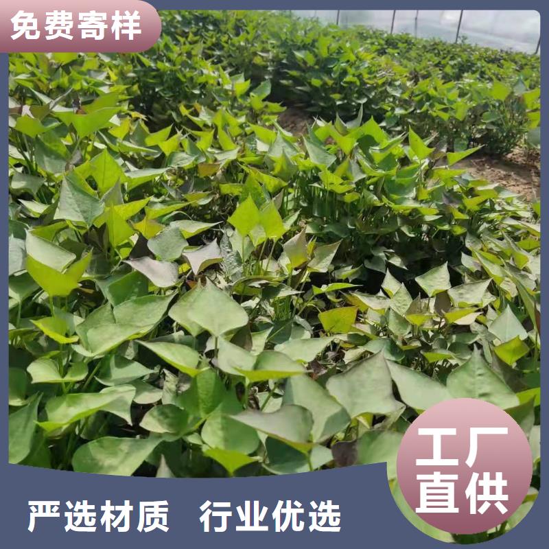 鲜食型紫薯苗销售