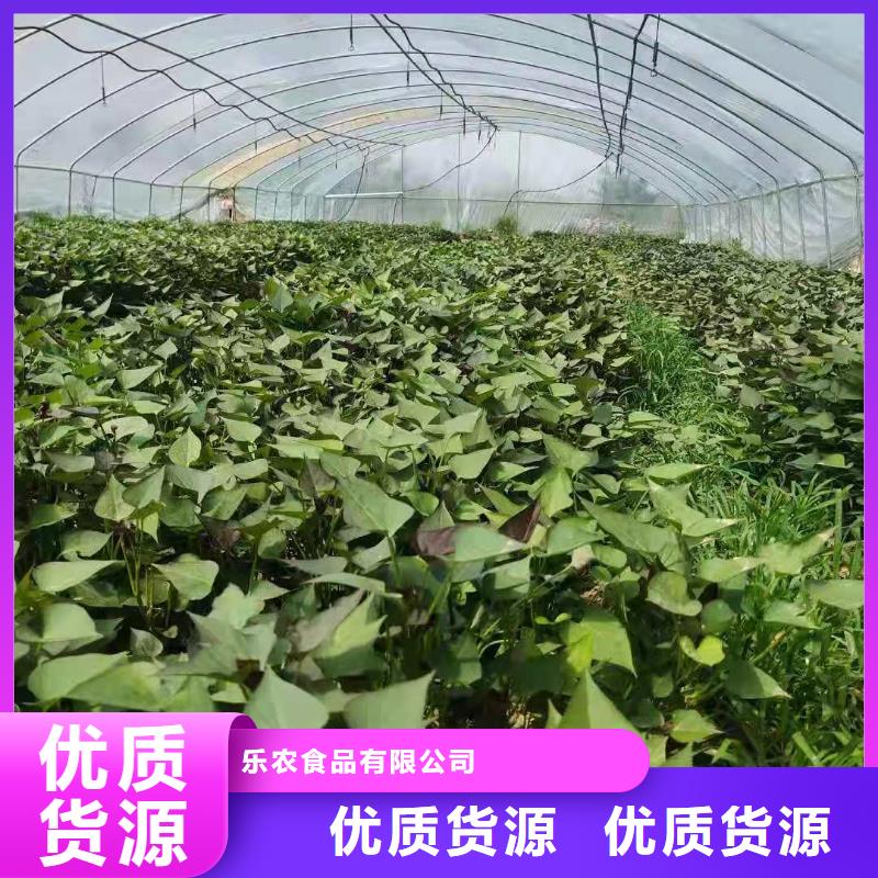 红薯苗(西瓜红)什么时候种
