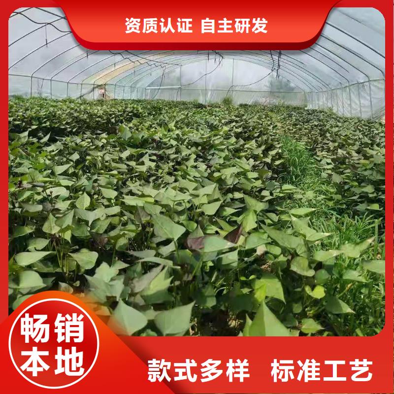 麦茬苗（紫薯)批发价格