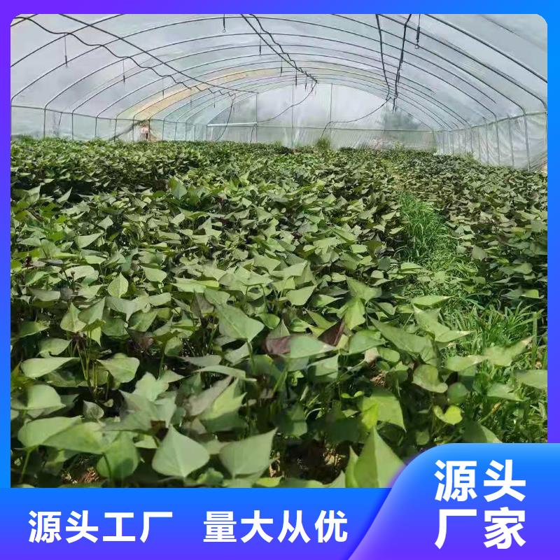 脱毒紫薯苗能吃吗