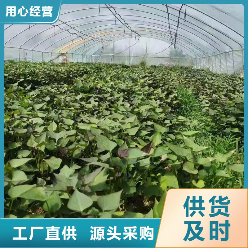 紫地瓜苗子批发销售