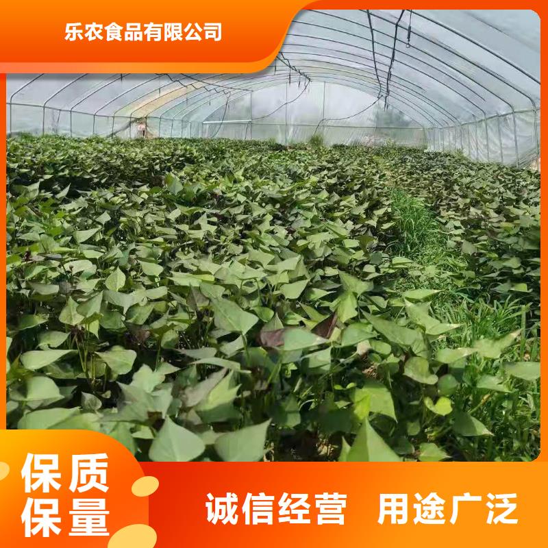 紫薯苗南瓜粉实力商家供货稳定