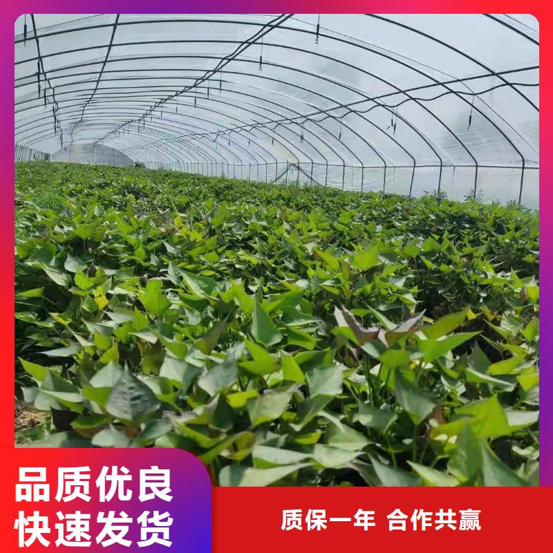 鲜食型紫薯苗批发销售